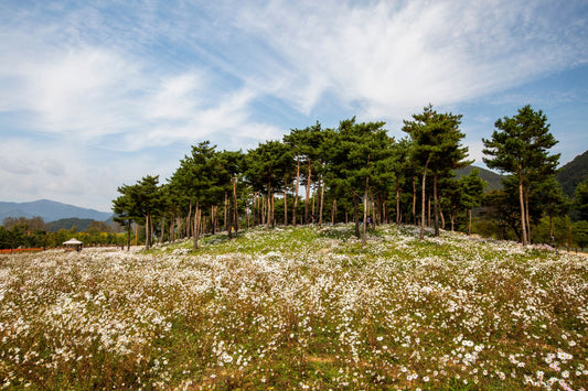 Harvesting Siberian Pine Cones: A Journey into the Heart of the Forest