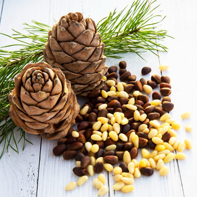 Unshelled Pine Nuts, Wildly Sourced, 17.6 oz. / 500 gr vacuum bag